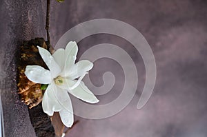 White magnolias lie on a wooden stand