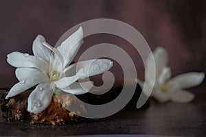 White magnolias lie on a wooden stand