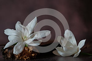 White magnolias lie on a wooden stand