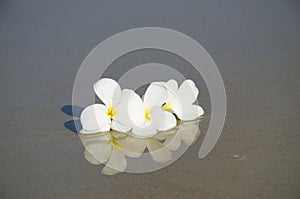 White magnolias on seashore sand