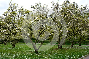 White magnolias trees in the park Magnoliaceae