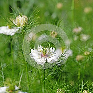 White Maid in the green, close-up