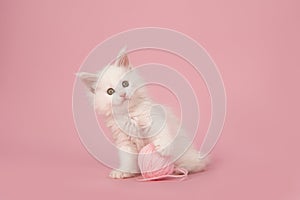 White main coon kitten looking at the camera holding a pink ball of wool on a pink background