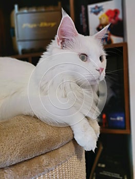 White Maincoon looking pretty