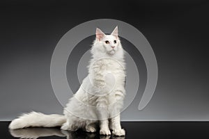 White Maine Coon Cat with different eyes Sitting, Black Background