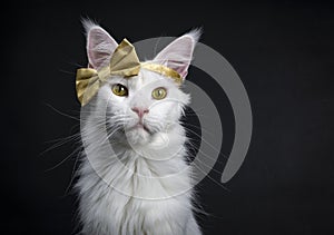 White Maine Coon girl party glamour