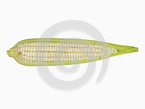 White Maize Corn