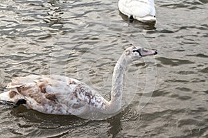 A white majestic swan floats in front of a wave of water. Young swan in the middle of the water. Drops on a wet head