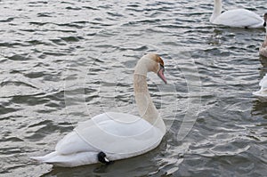 A white majestic swan floats in front of a wave of water. Young swan in the middle of the water. Drops on a wet head