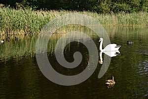 White majestic swan on lake