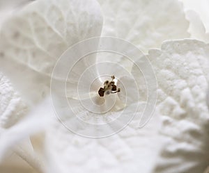White makro hydrangea, close-up of a flower photo