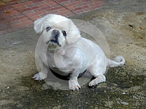 White male dog Pekingese breed, It\'s 15 year olds , Thailand.