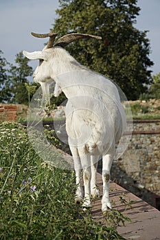 White goat standing on the edge of a wall