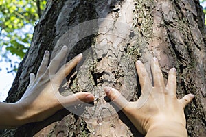 White male hand touching the bark of an ancient cedar tree.