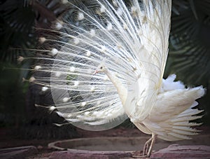 white male indian peacock with beautiful fan tail plumage feather showing for breeding to female