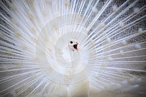 white male indian peacock with beautiful fan tail plumage feather showing for breeding to female and loudness single open mouth