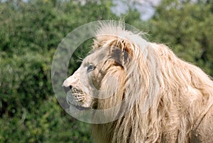 White male lion