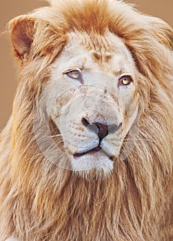 White Male lion portrait