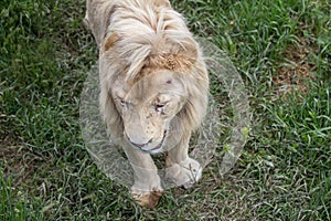 White male lion walking in the grass photo