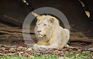 White male lion