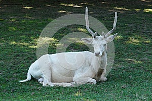 White male roe deer