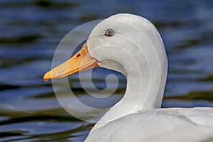 White Mallard Duck (female)