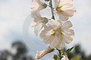 White mallow blooms flowers of alcea rosea