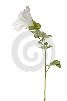 White mallow flower