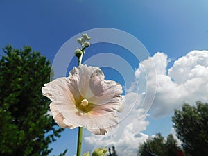 a white mallow flower on a blue sky background.