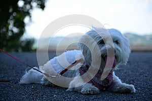 White maltese dog