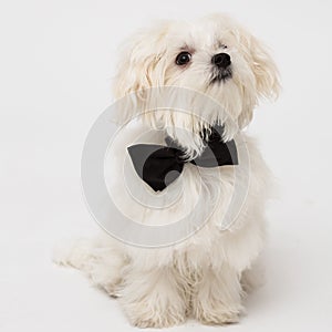 White Maltese dog