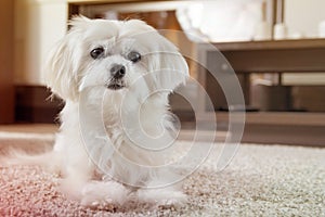 White maltese dog lies on carpet