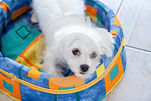 White Maltese dog lying in his colorful bed