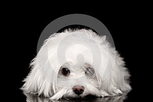 White Maltese Dog Lying, sad eyes Looking in Camera isolated