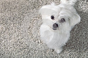 White maltese dog sitting on carpet