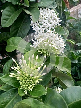 White Malti flowers