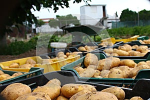 man picking potatoes by hand in vegetable garden photo