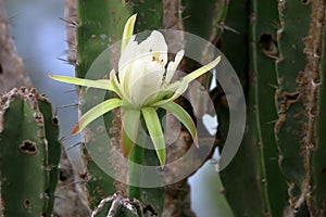 White mandacaru flower Cereus jamacaru with cactus in the background