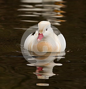 White Mandarin Duck