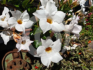 White Mandevilla laxa flowers