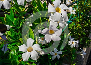 White Mandeville bell shaped funnel flower outdoors in the garden photo