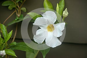 Mandeville flower photo