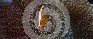 White-maned anemonefish or pink anemonefish, Amphiprion perideraion