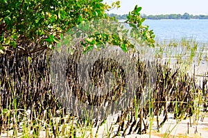 White mangrove root system on a saltwater bay