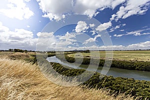 White mangroves along a coastal estuary