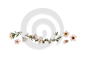 White manuka flowers in bloom isolated on white background with copy space