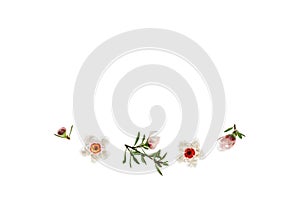 White manuka flowers and buds arranged on white background with copy space above