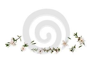 White manuka flowers on white background with copy space