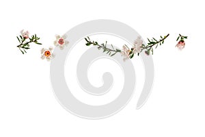 White manuka tree flowers in bloom on white background with copy space below