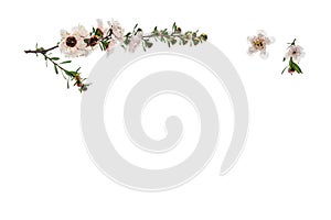 White manuka tree flowers on white background with copy space below